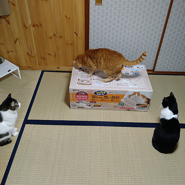 okyosan101さんの実例写真