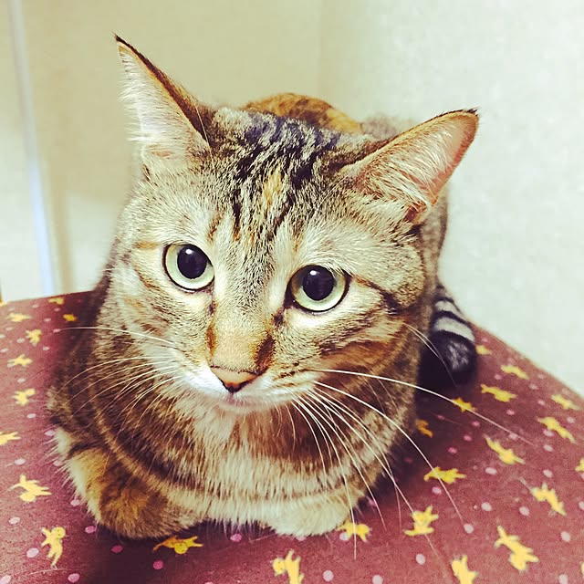 MASAさんの実例写真