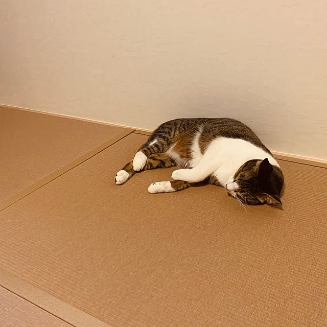 Sachiさんの実例写真