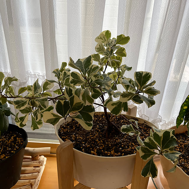 kakoさんの部屋