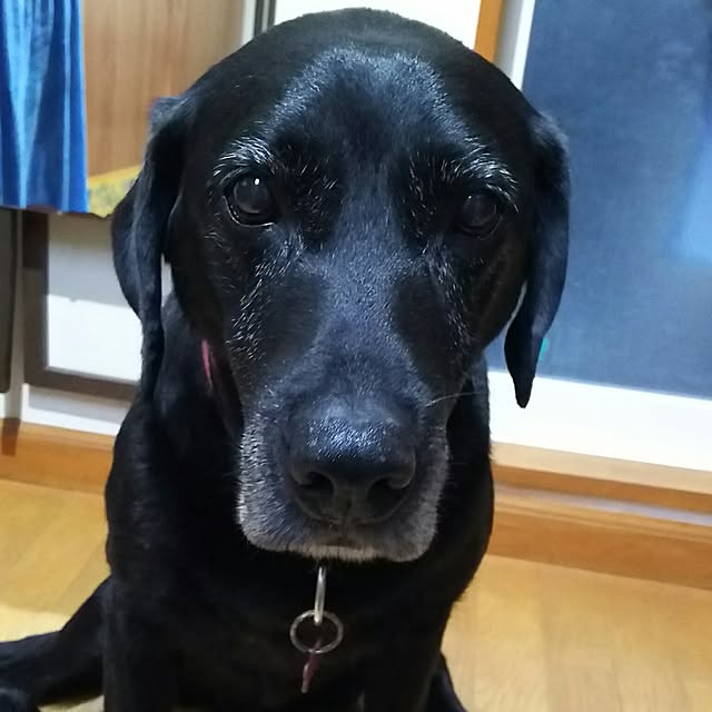 ohisamaさんの実例写真