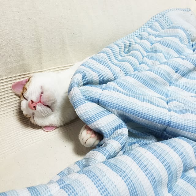emiさんの実例写真