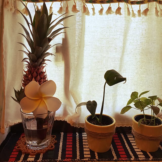 バス/トイレ/観葉植物/100均/セリア/雑貨のインテリア実例 - 2016-07-04 09:58:24