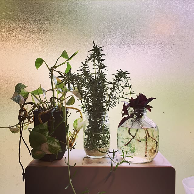 CHAPORAさんの実例写真