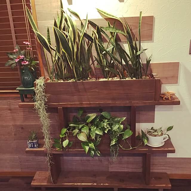 部屋全体/観葉植物/木製プランター/オレ流/植物...などのインテリア実例 - 2018-06-06 21:13:11