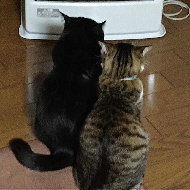 kirakirahoshiさんの実例写真
