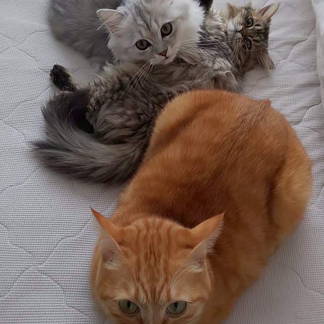 Hanamayさんの実例写真