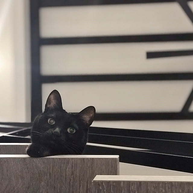 ginさんの実例写真