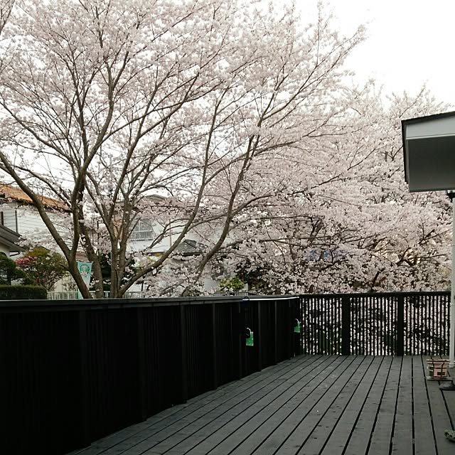noranekoさんの実例写真