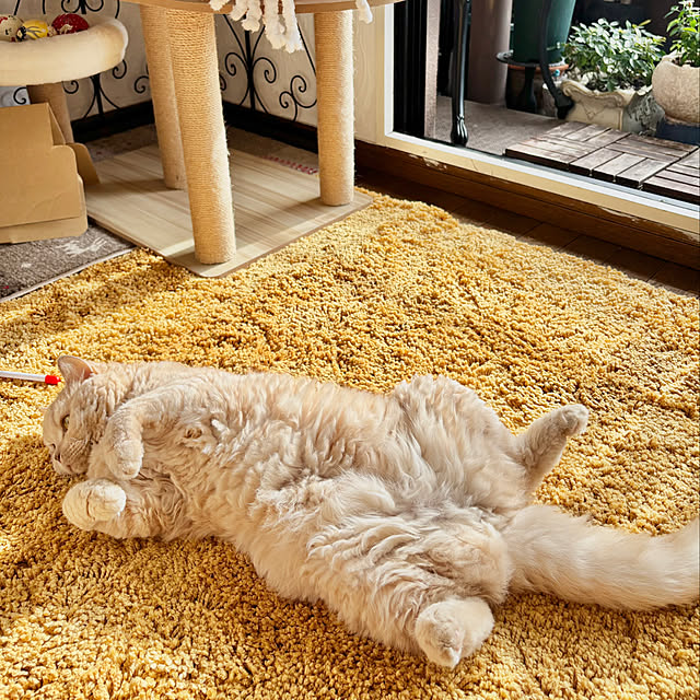 naokoさんの実例写真