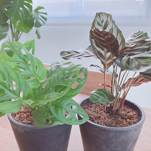 reireiさんの実例写真