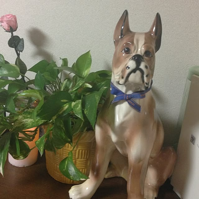 kiyomiさんの実例写真