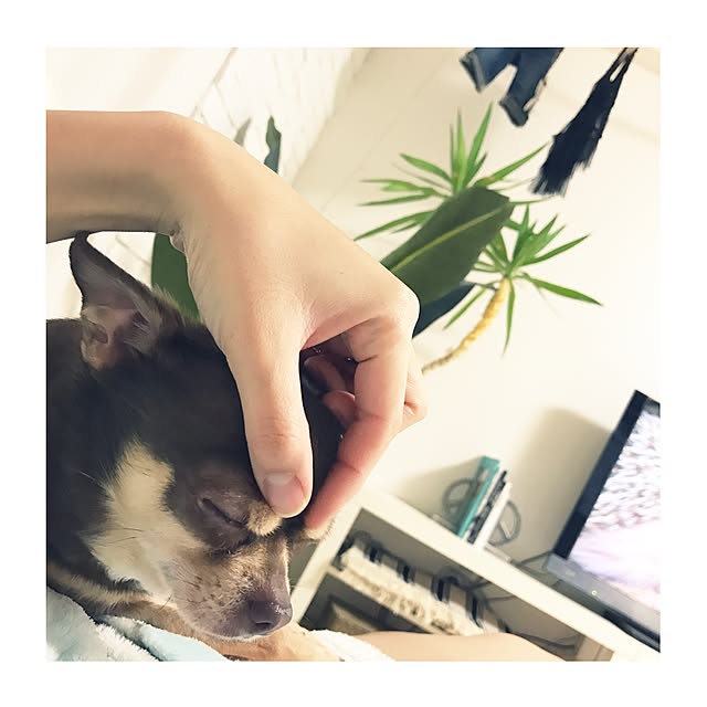 namiheeeeyさんの実例写真