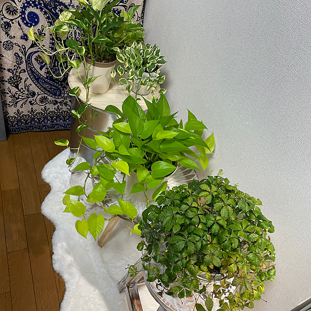 chi.pa.ruさんの部屋