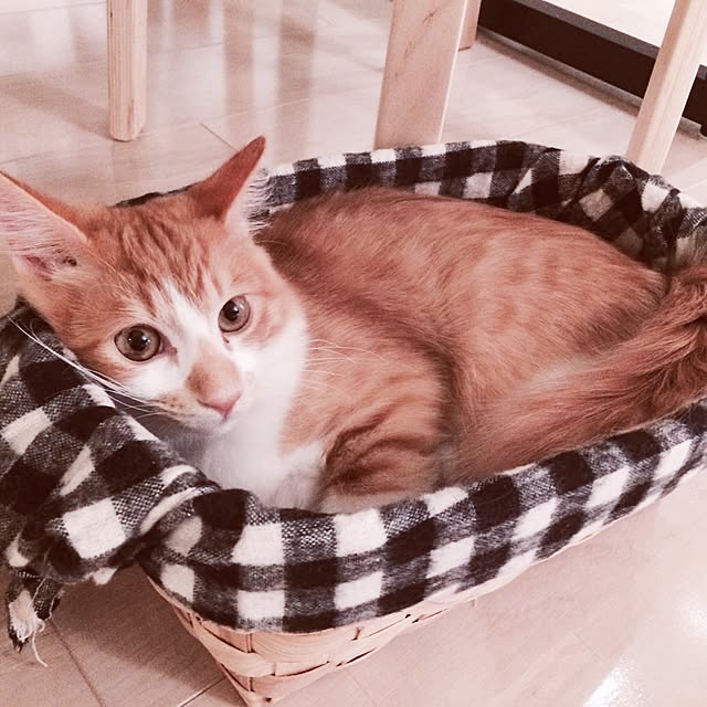 Reikoさんの実例写真
