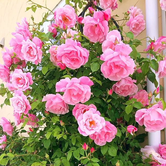 HappyRoseさんの実例写真