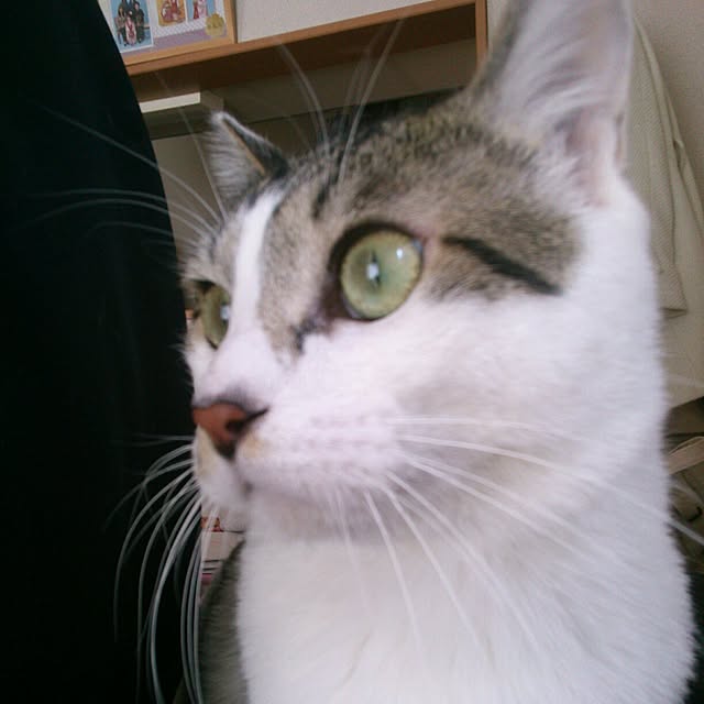 machamiさんの実例写真