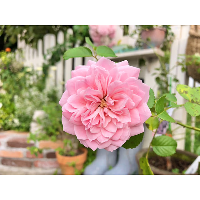 ponさんの実例写真