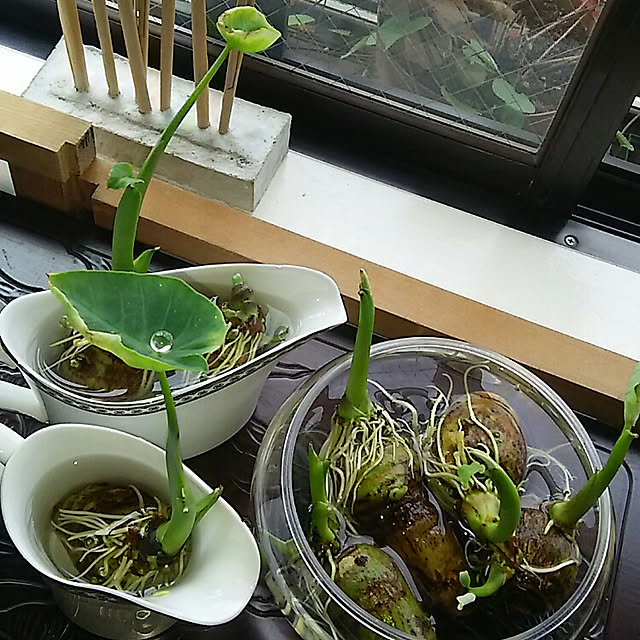 spinetailさんの実例写真