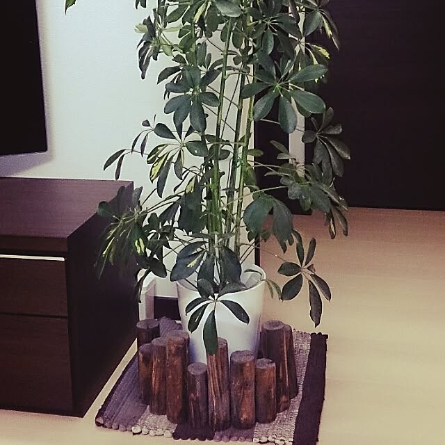 maaさんの実例写真