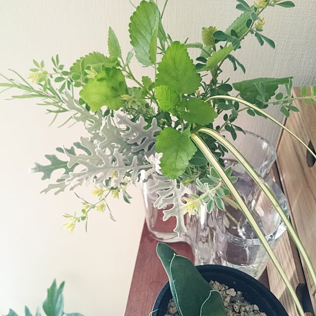 棚/ガーデニング/白妙菊/ハーブ/庭の花を生ける...などのインテリア実例 - 2015-09-24 08:10:05
