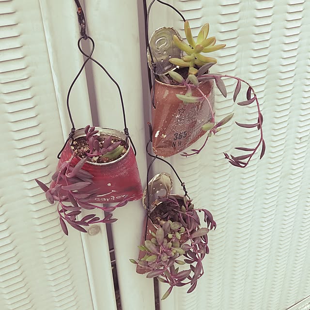 玄関/入り口/リメイク缶/多肉植物のインテリア実例 - 2016-10-03 08:46:06