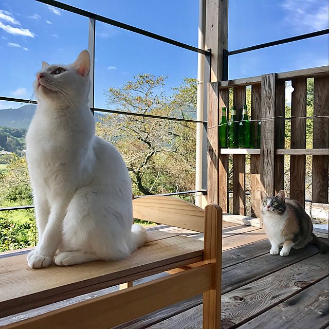 sakurasakuさんの実例写真