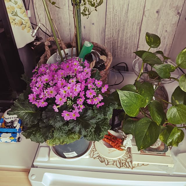 quanshanxia037さんの実例写真