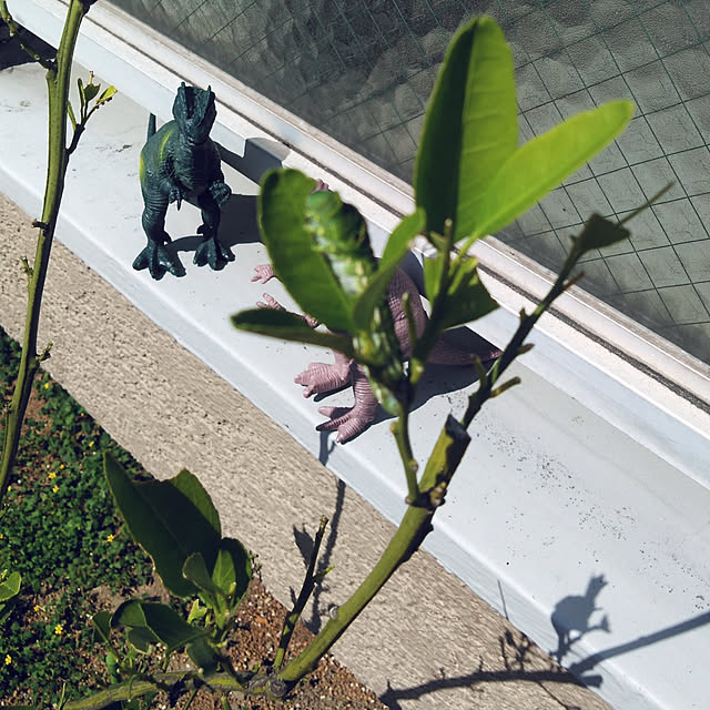 futukoさんの実例写真