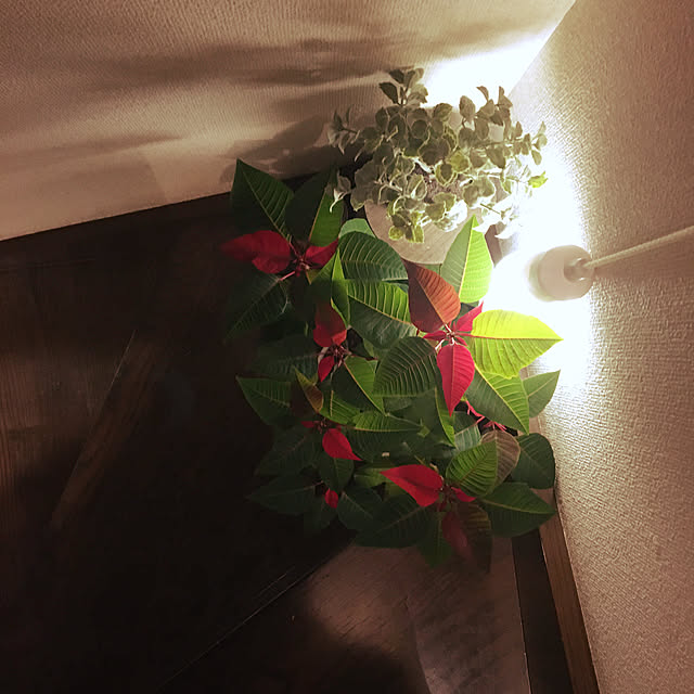 mamaさんの実例写真