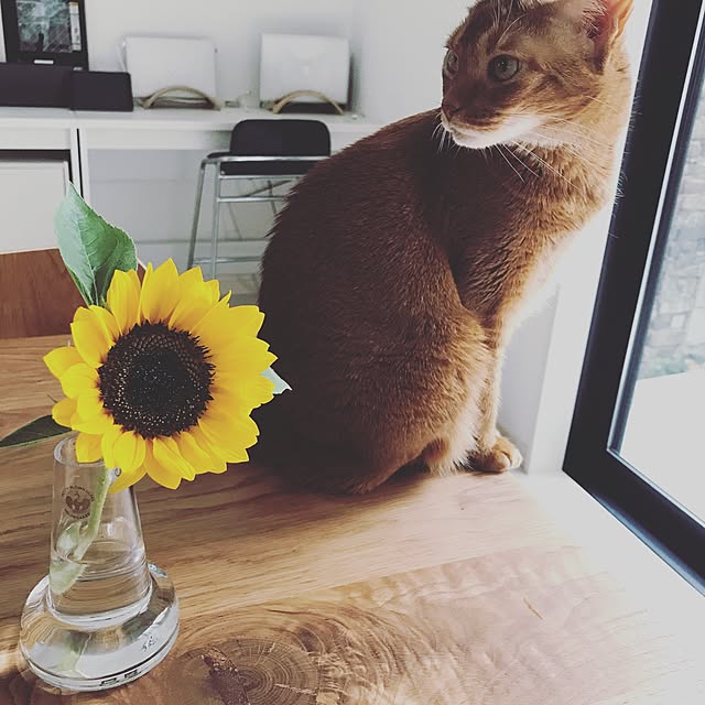 ringonecoさんの実例写真