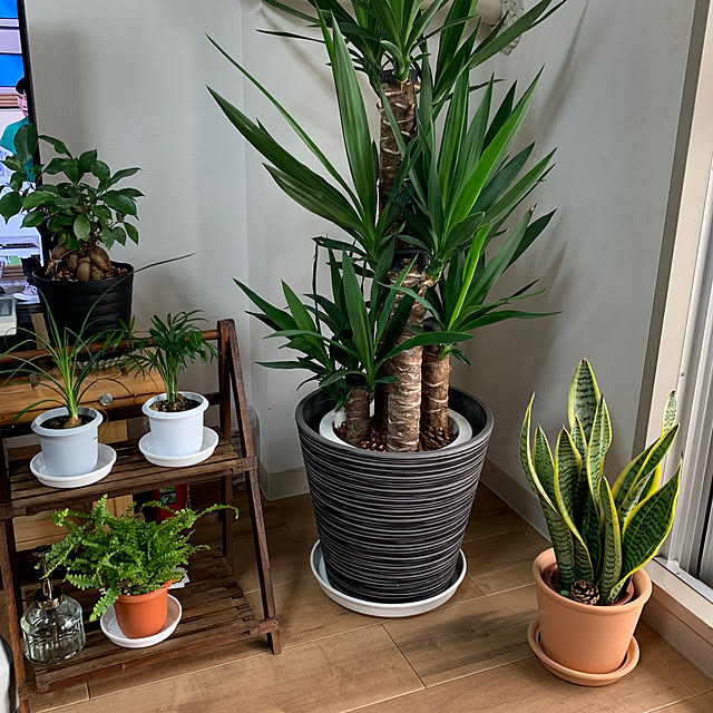 DIY/観葉植物/多肉植物/リビングのインテリア実例 - 2023-03-14 01:47:15