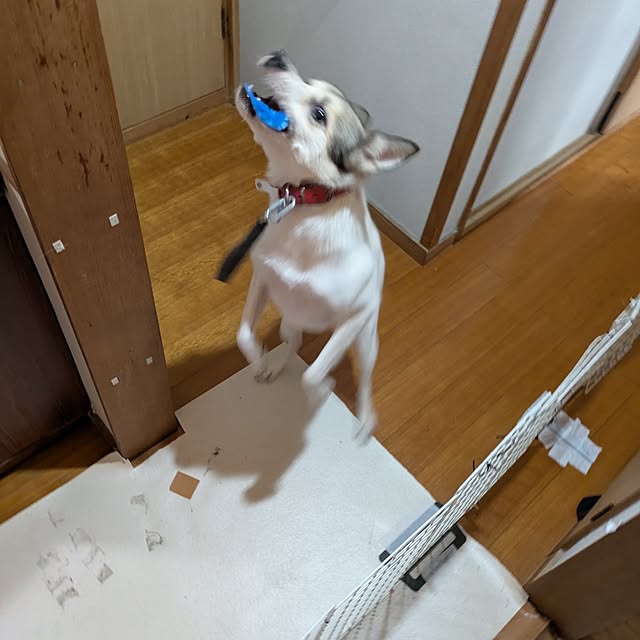 asaさんの部屋