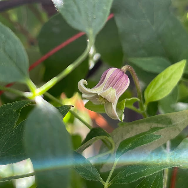 shiropenguinさんの部屋