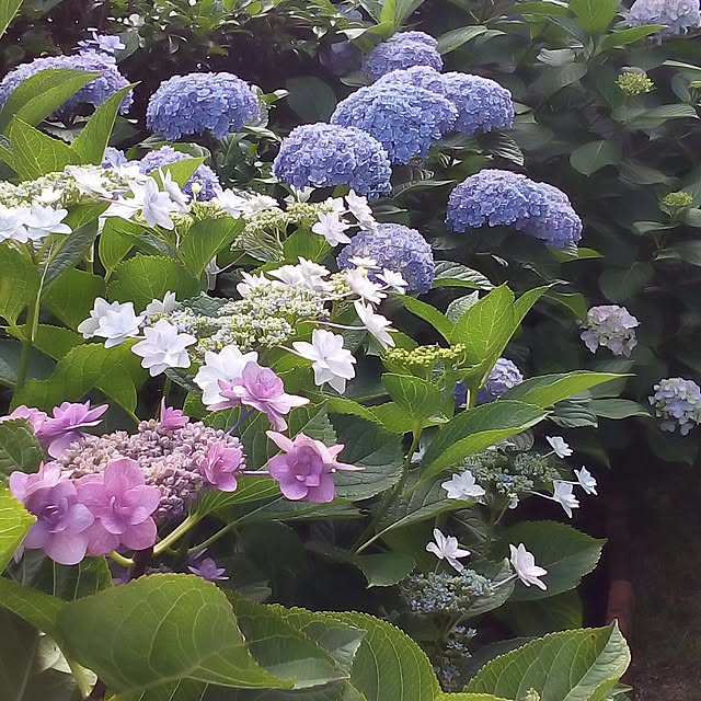 mariagardenさんの実例写真