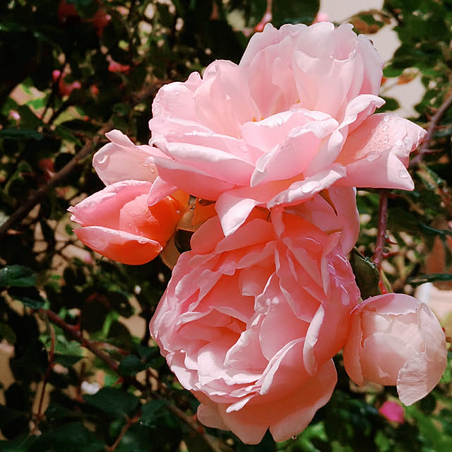 magnoliaさんの実例写真