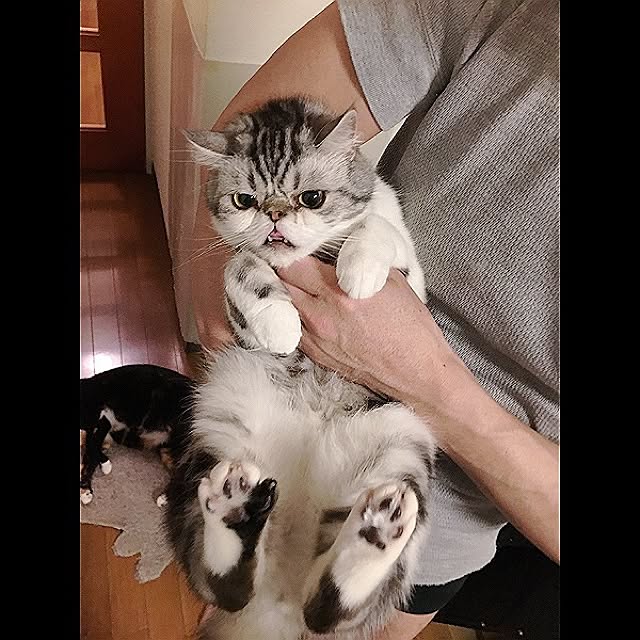 実例写真