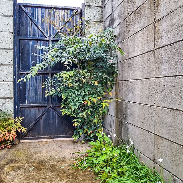 faunさんの実例写真