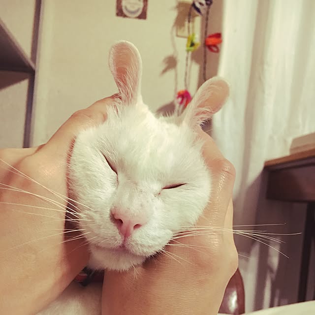 Miechamさんの実例写真