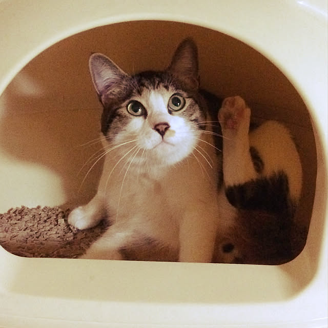 バス/トイレのインテリア実例 - 2019-03-11 18:46:58