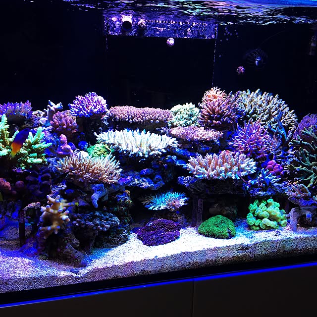 aquarium_seaさんの実例写真
