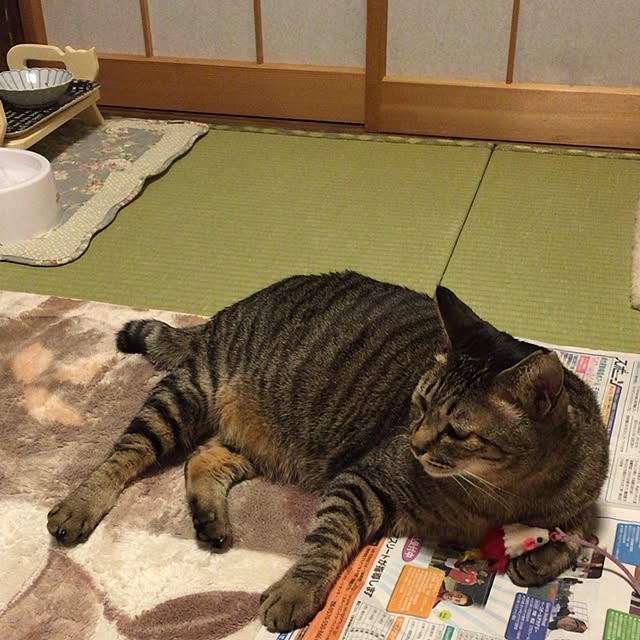 kijitoraさんの実例写真