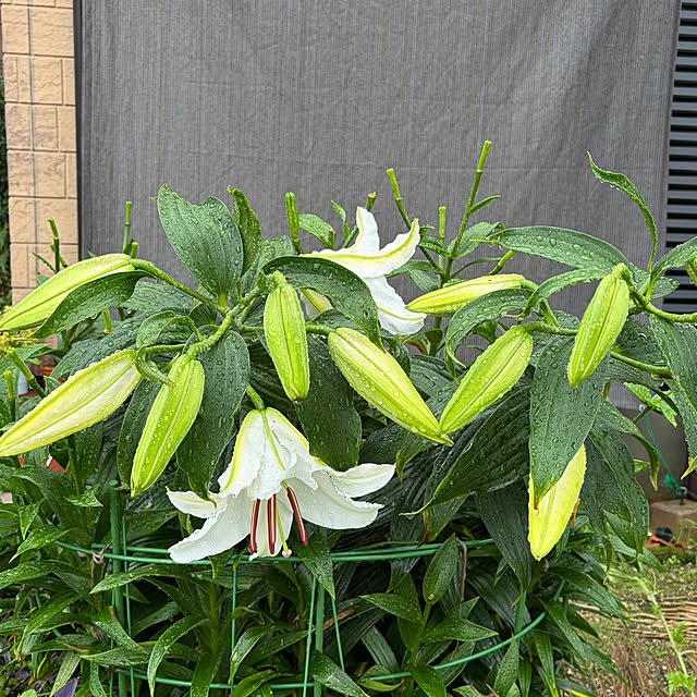 ritsukoさんの部屋