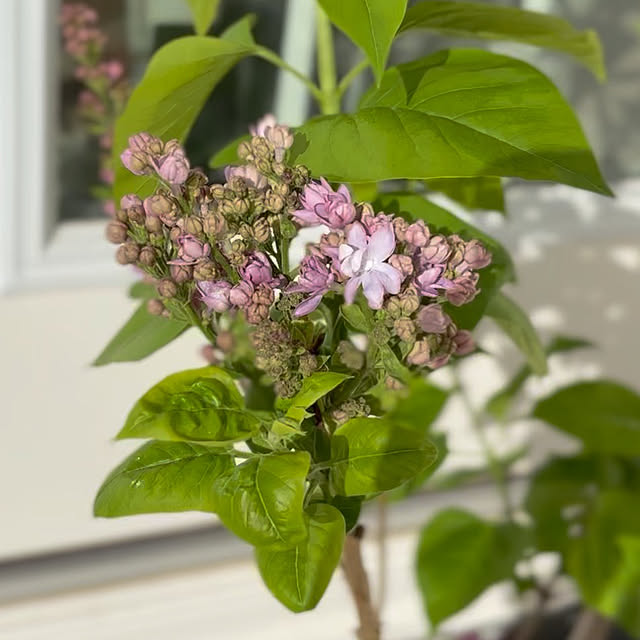 choさんの実例写真