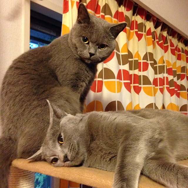 ikettenさんの実例写真