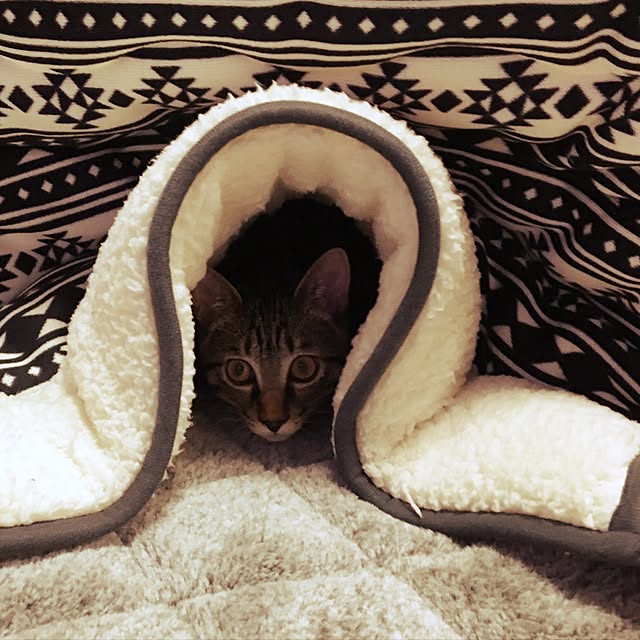 cocoさんの実例写真