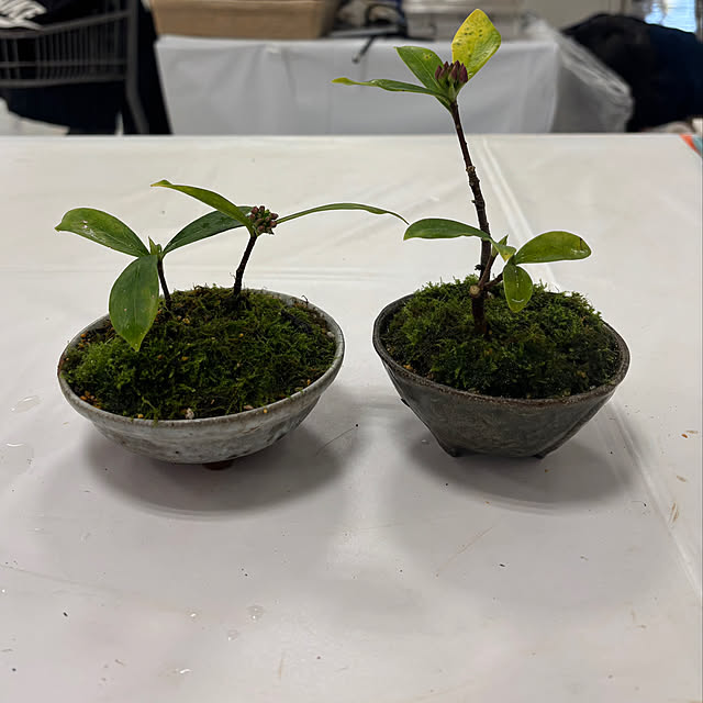 chIoeさんの実例写真