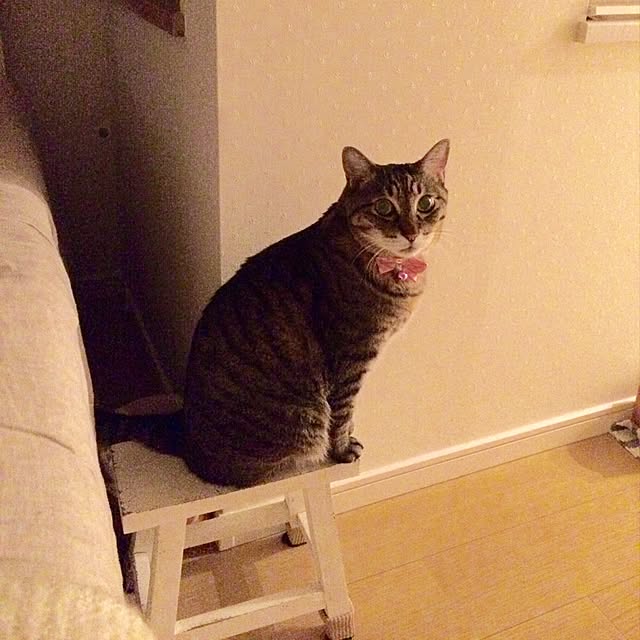 lovecatさんの実例写真