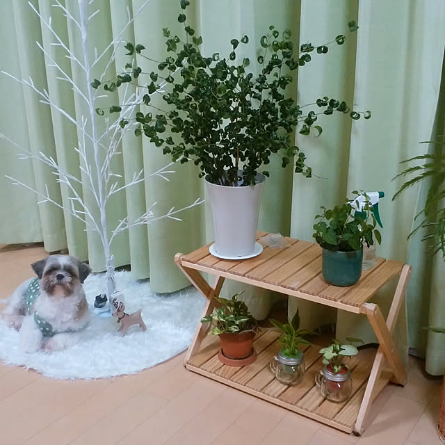akipopoさんの実例写真