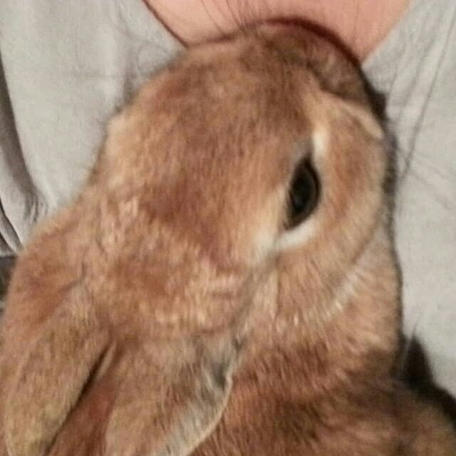 acaさんの実例写真